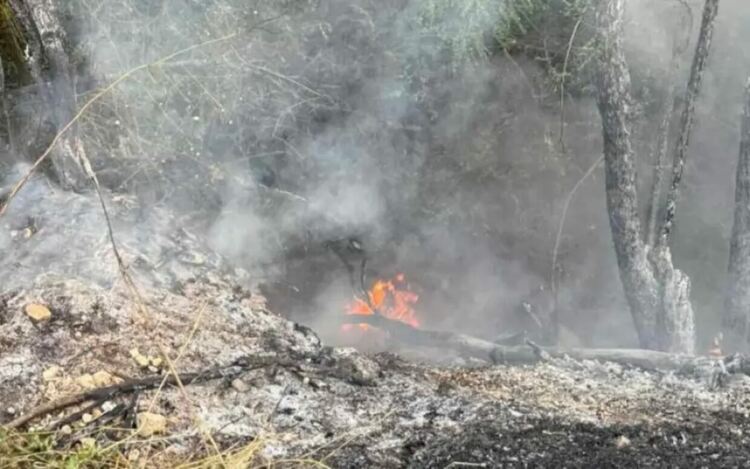 Поне 50 г. ще са нужни за възстановяване на горите в Пирин