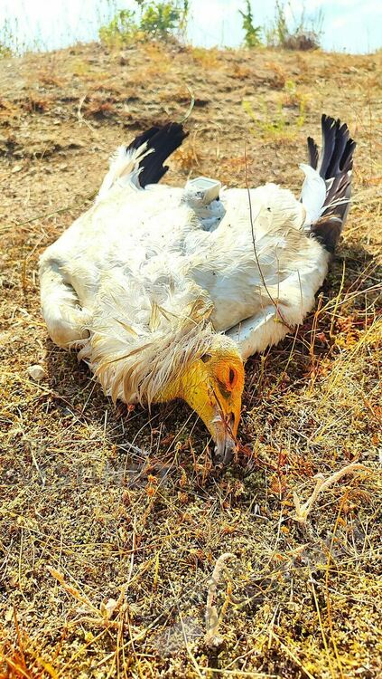 Женският египетски лешояд Дени загина в следствие на поставена отровна примамка