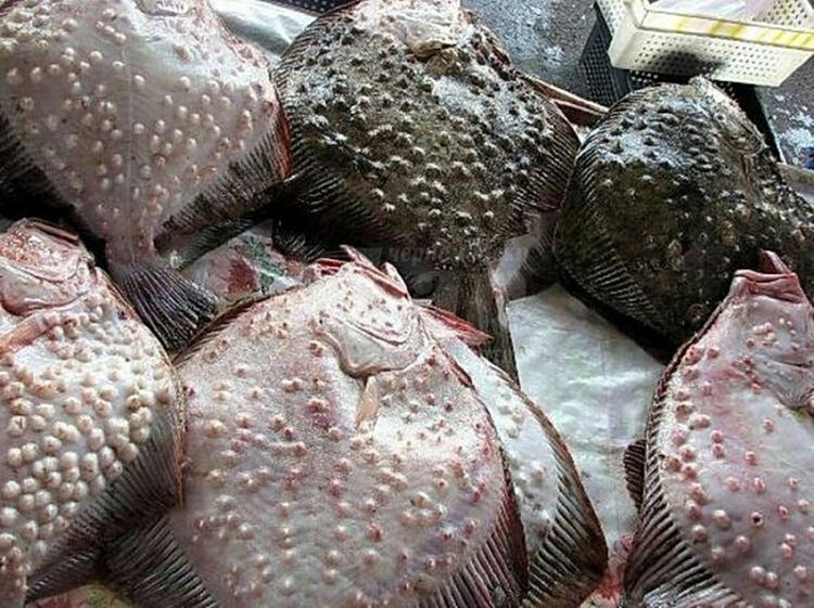 Черно море ври от риба, включително калкан