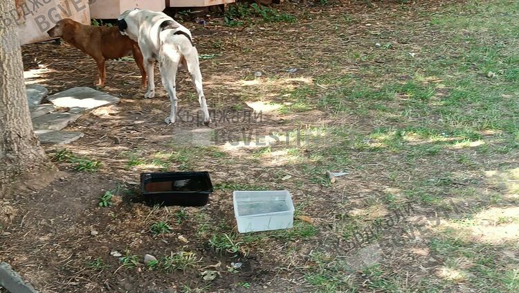 Кърджалийци помислиха за бездомните животни в жегата, поставят им купички с вода