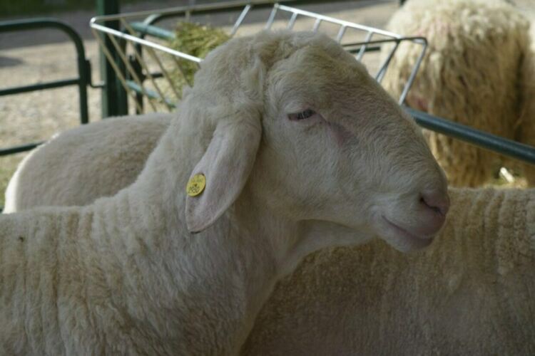   Откриха шарка по овцете и козите в Крумовградско,умъртвиха животни, определена е зона за карантина