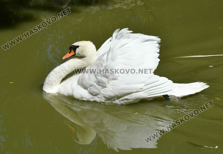 „Бейби бум“ на патагонски мари в зоопарка в „Кенана“
