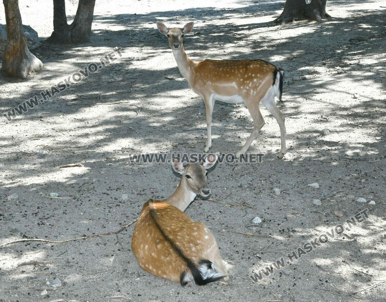 „Бейби бум“ на патагонски мари в зоопарка в „Кенана“
