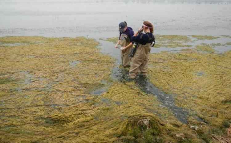 Когато фитопланктонът убива