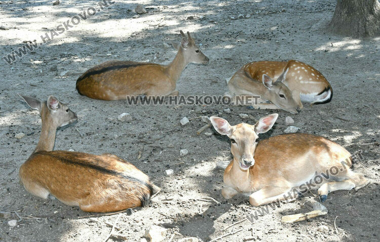 „Бейби бум“ на патагонски мари в зоопарка в „Кенана“
