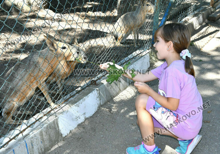 „Бейби бум“ на патагонски мари в зоопарка в „Кенана“