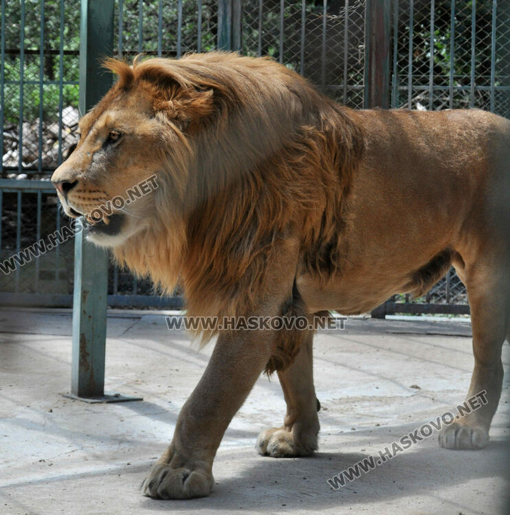 „Бейби бум“ на патагонски мари в зоопарка в „Кенана“