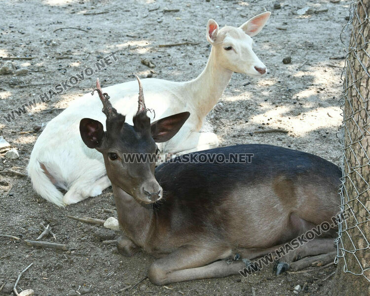 „Бейби бум“ на патагонски мари в зоопарка в „Кенана“