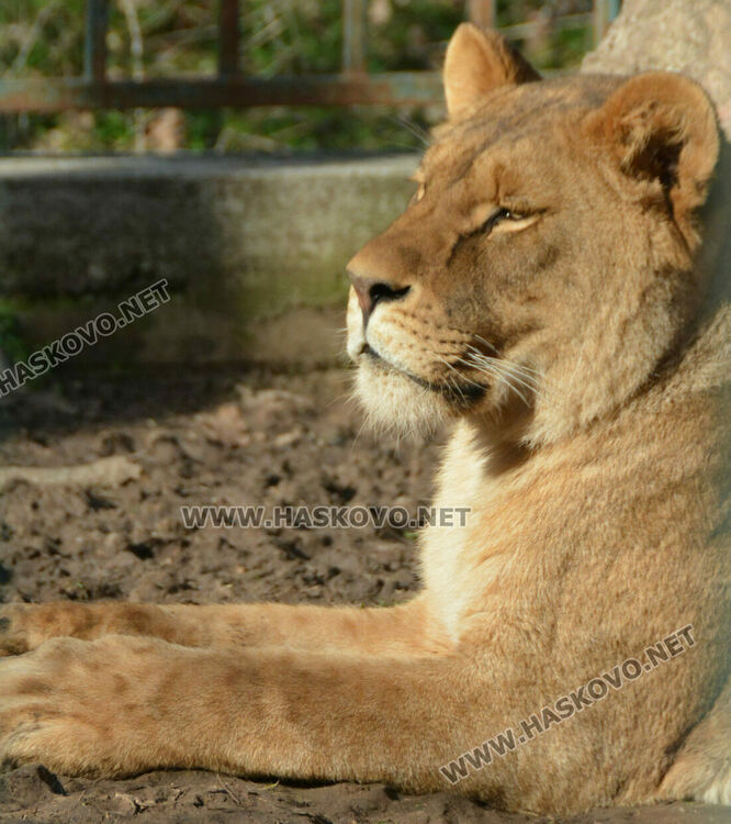 „Бейби бум“ на патагонски мари в зоопарка в „Кенана“