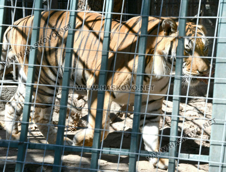 „Бейби бум“ на патагонски мари в зоопарка в „Кенана“