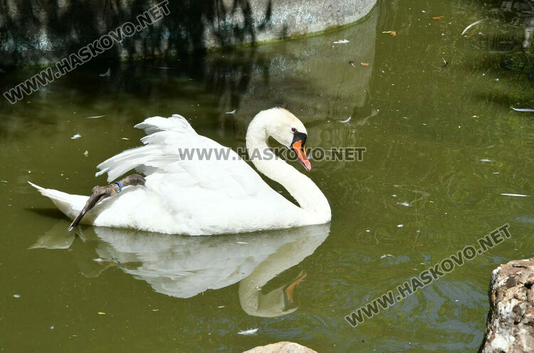 „Бейби бум“ на патагонски мари в зоопарка в „Кенана“