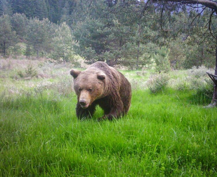 РИОСВ – Смолян провери 58 сигнала за щети от мечки от началото на годината