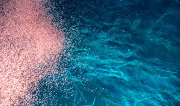 Откриха гигантски вирус, който заразява морския планктон