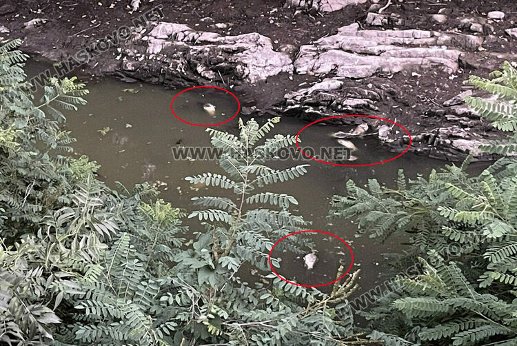 Басейнова дирекция: Рибата в реката в Книжовник мре заради засушаване и ниско ниво на водата в частен язовир