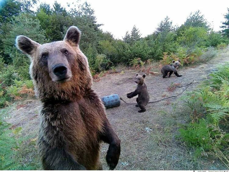 Започна преброяване на кафявите мечки чрез ДНК анализи в Южноцентралното държавно предприятие