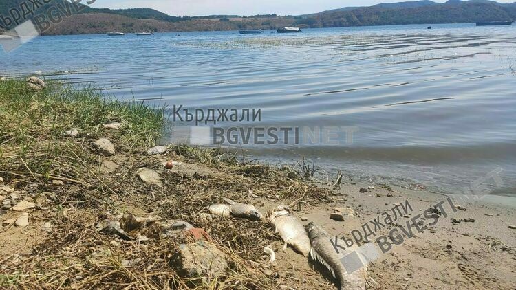 След бърза намеса на Община Кърджали е избягната екологична катастрофа в яз.”Студен кладенец”