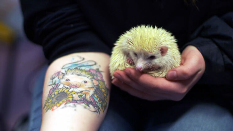 Viasat Nature представя „Ветеринарят от Хайландс: Несломимият дух на шотландския север