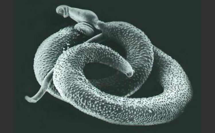 Един от най-разпространените паразитни червеи в света, Schistosoma mansoni