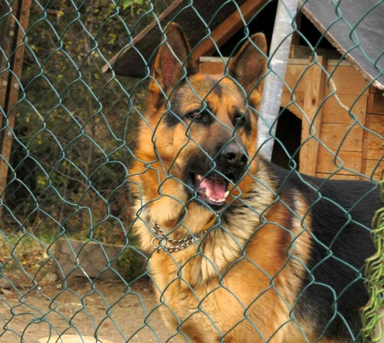 Община Асеновград започна кампания за кастрация на домашни кучета