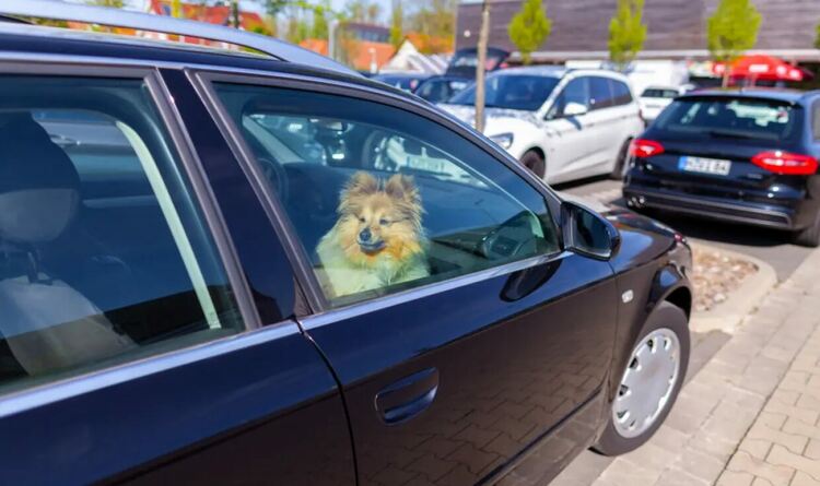  Българка получи глоба от 1000 евро в Гърция, оставила кучето си затворено в автомобил
