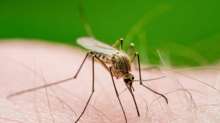 Заради промените в климата денгата може да се разпространи и в Европа чрез комари