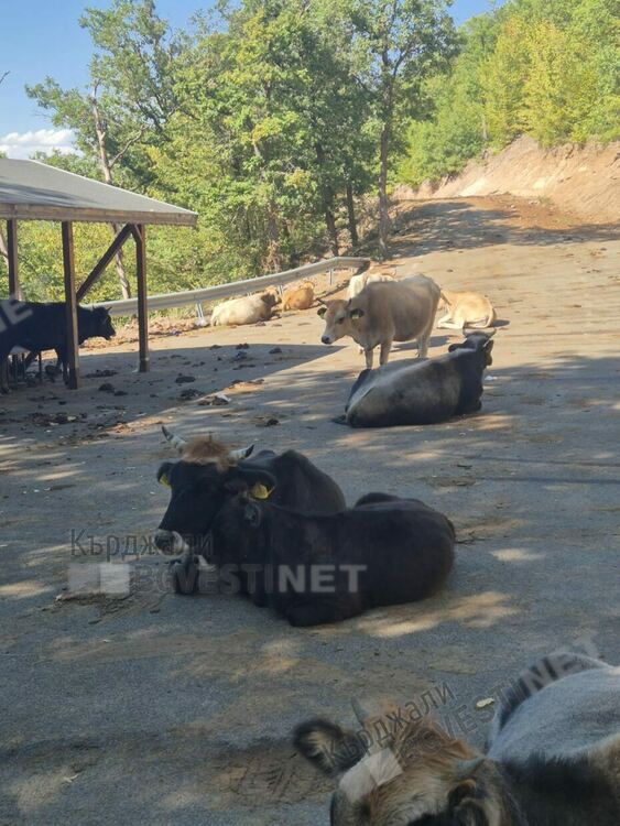 Безпризорни крави поругаха светия за мюсюлмани и християни вр.Дамбалъ