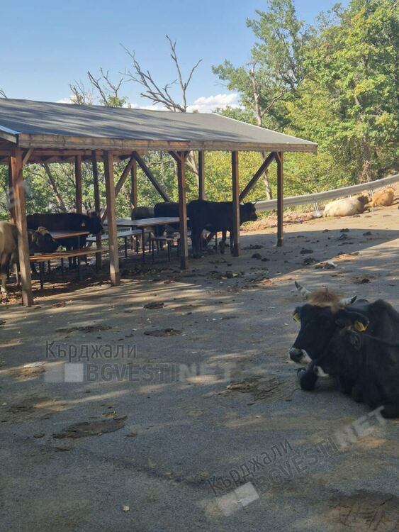 Безпризорни крави поругаха светия за мюсюлмани и християни вр.Дамбалъ