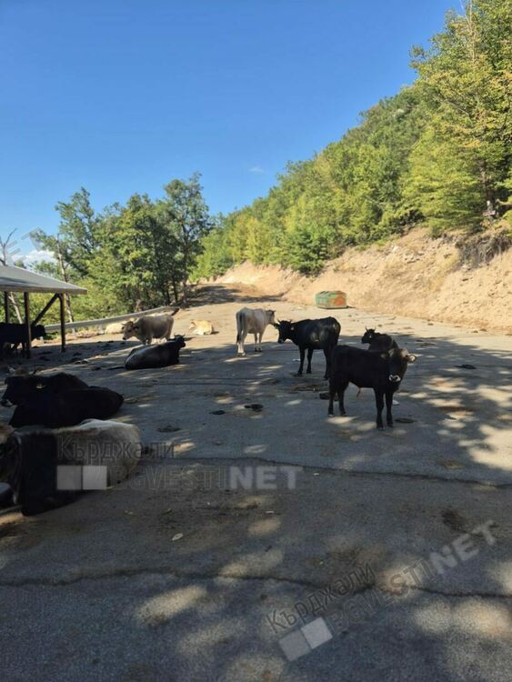 Безпризорни крави поругаха светия за мюсюлмани и християни вр.Дамбалъ