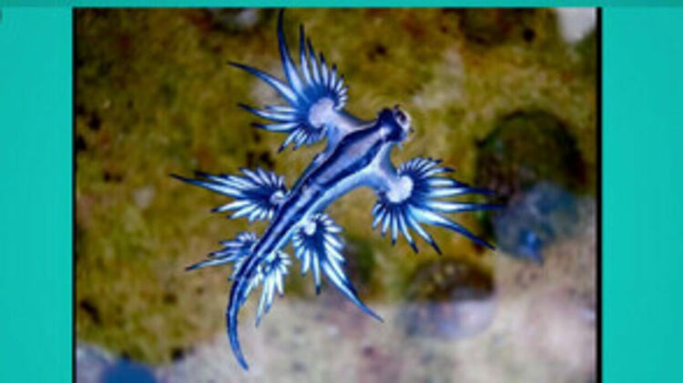 Син дракон и медузи: Опасни морски обитатели затварят плажове в Средиземноморието