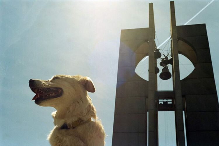 Днес е международният ден на кучето