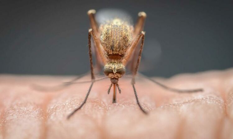 Ентомологът Огнян Миков: Комарите се считат за най-опасното животно на света