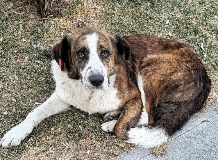 Осиновителна кампания за кучета от приют
