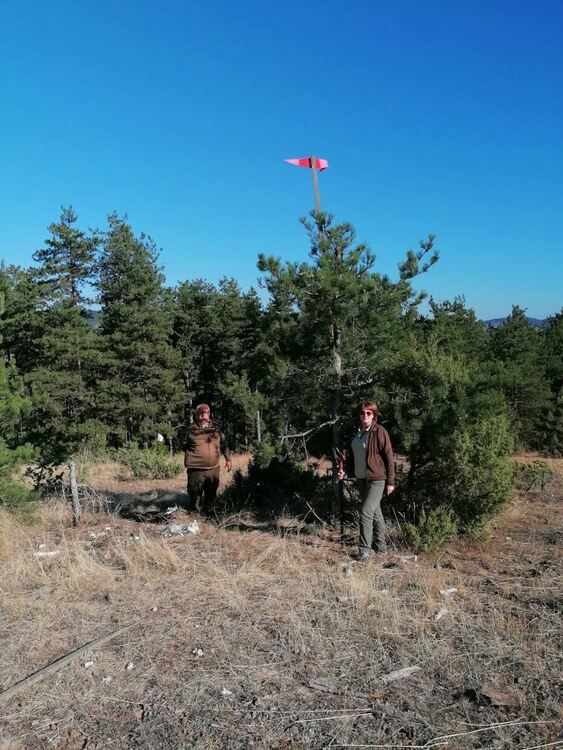 В Смолянско започна въздушно пръскане срещу боровата процесионка