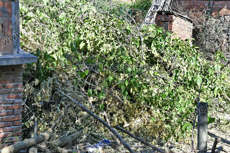 Отсякоха орех на стотици години в хасковския квартал „Каменни“