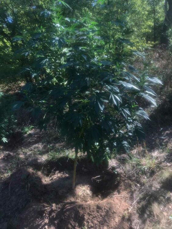 Двама са задържани за плантация с канабис, издирват още един