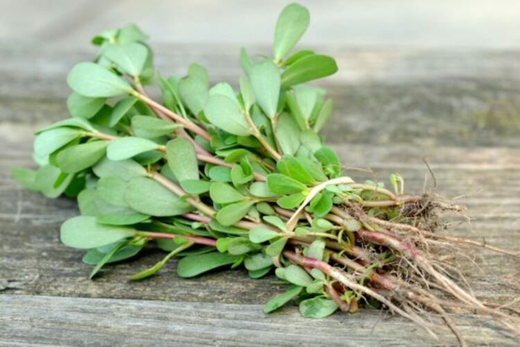 Тученица – малкото растение с големи лечебни сили