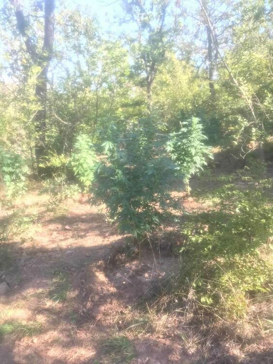 Двама са задържани за плантация с канабис, издирват още един