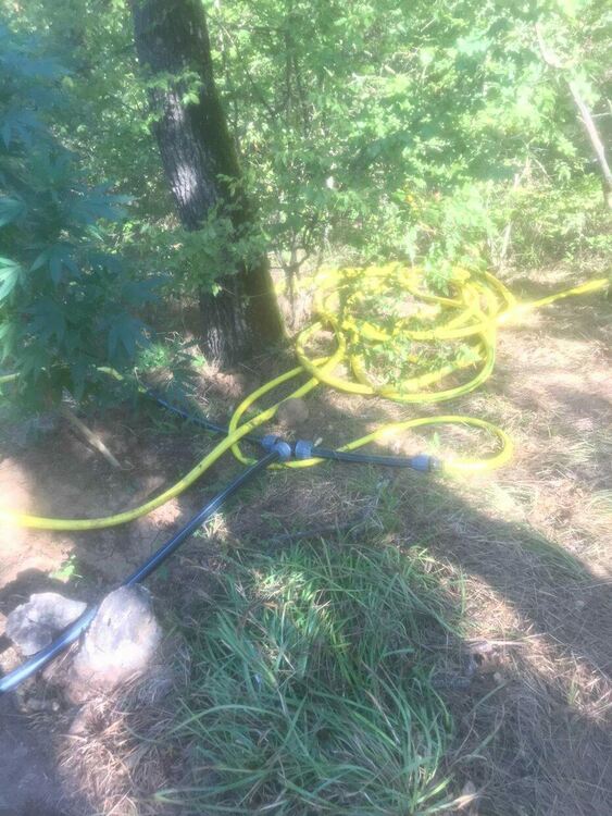 Двама са задържани за плантация с канабис, издирват още един