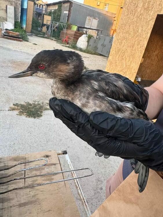 Природозащитници се опитват да почистят птиците, изцапани от петролния разлив