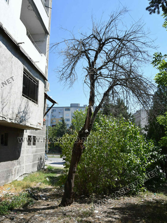 Проверяват сигнал за опасно дърво до бл. 24 в кв. „Орфей“