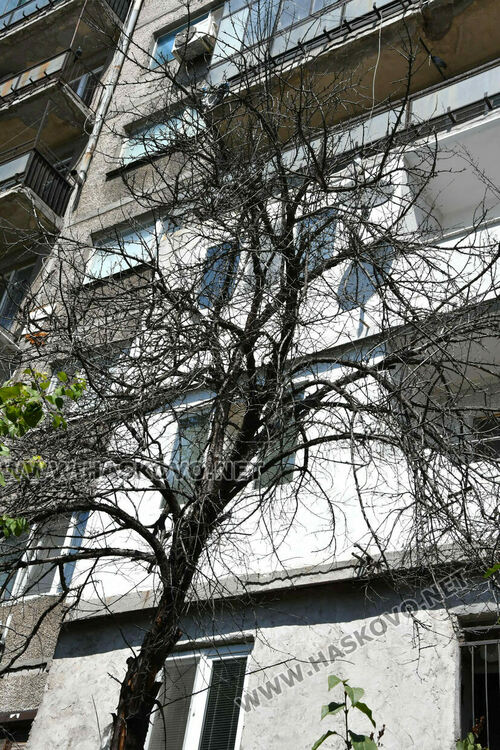 Проверяват сигнал за опасно дърво до бл. 24 в кв. „Орфей“