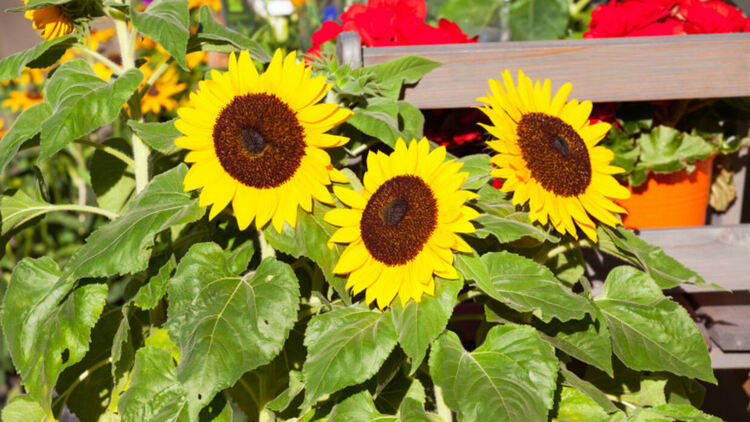 Източник: iStock