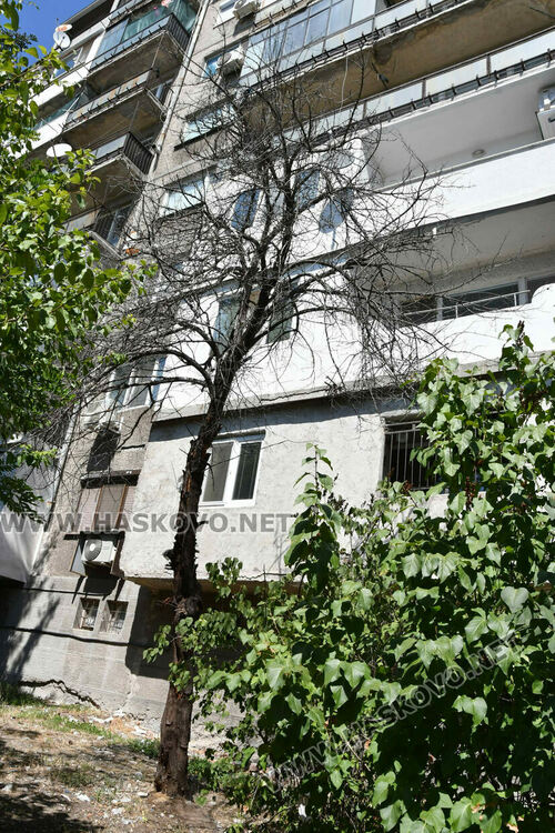 Проверяват сигнал за опасно дърво до бл. 24 в кв. „Орфей“