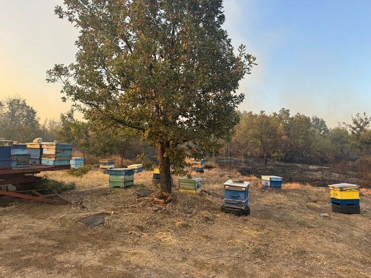 Близо 7000 дка обхвана пожарът в Сакар планина