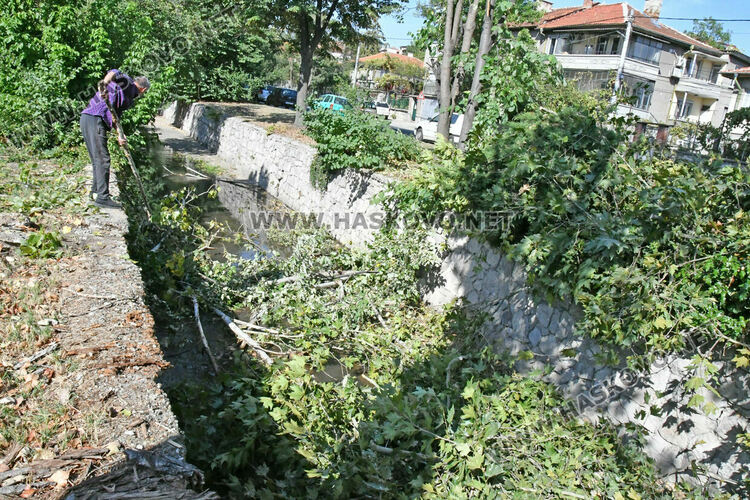 Поредна изгнила топола падна в коритото на река Хасковска 