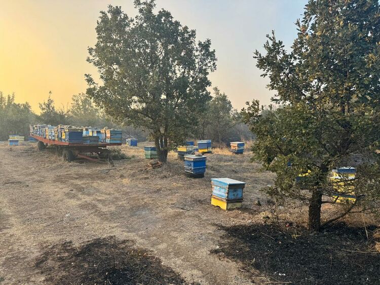 Близо 7000 дка обхвана пожарът в Сакар планина