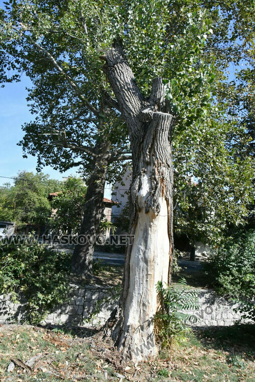 Поредна изгнила топола падна в коритото на река Хасковска