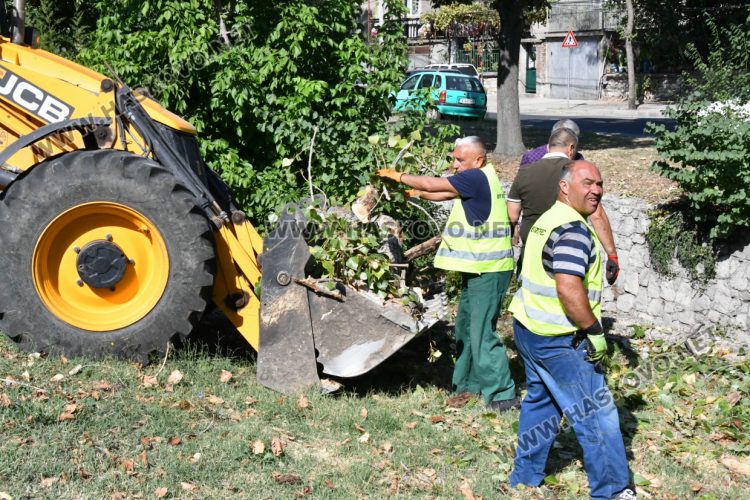 Поредна изгнила топола падна в коритото на река Хасковска 