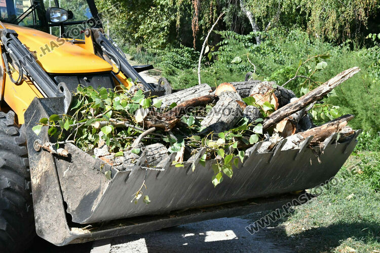 Поредна изгнила топола падна в коритото на река Хасковска 