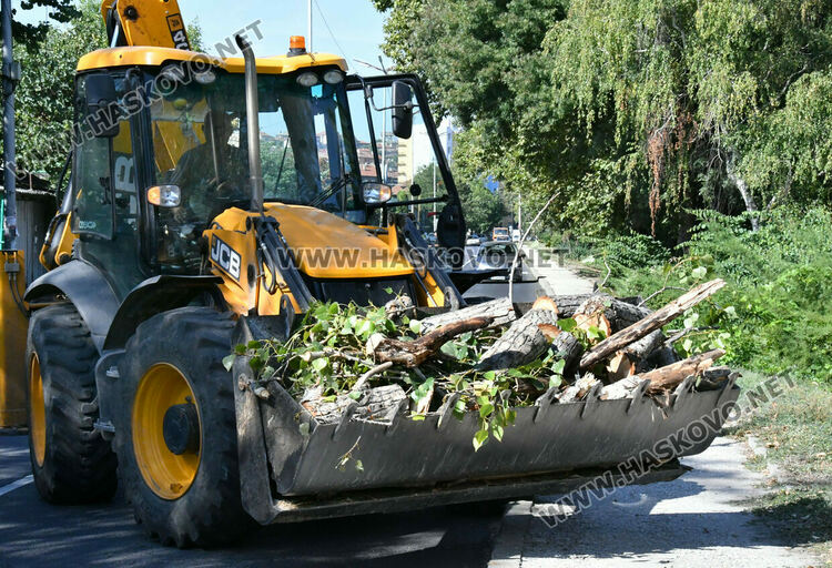 Поредна изгнила топола падна в коритото на река Хасковска